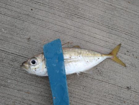 キス狙いとアジングの二本立て